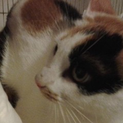 Gattina salvata dai Vigili del Fuoco