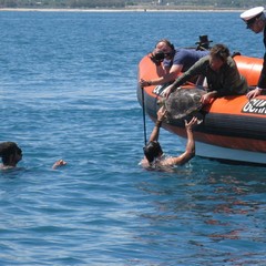 Liberate le due tartarughe recuperate tra Trani e Margherita di Savoia