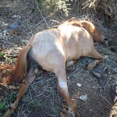 La carcassa di un Pony rinvenuta nelle campagne di Trani
