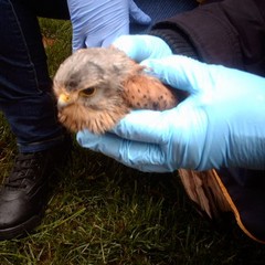 Salvato tra Trani e Corato un piccolo falco