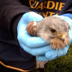Salvato tra Trani e Corato un piccolo falco