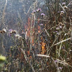 Incendio delle sterpaglie presso l'ex discarica Amiu di Trani