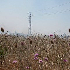 Incendio delle sterpaglie presso l'ex discarica Amiu di Trani