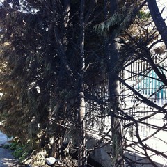 Alberi incendiati nell'isola ecologica di Trani