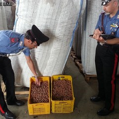 Operazione dei Carabinieri di Trani: recuperati 240 quintali di nocciole rubate Due arresti e quattro denunce, 50mila euro il valore del carico