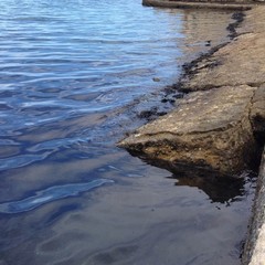 Chiazza di petrolio nel porto di Trani