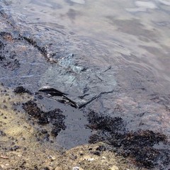 Chiazza di petrolio nel porto di Trani