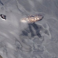 Chiazza di petrolio nel porto di Trani