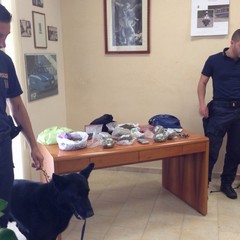 Polizia - unità cinofile