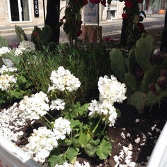 Cactus nei cassonetti Amiu