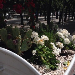 Cactus nei cassonetti Amiu