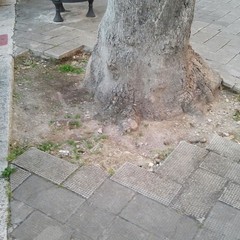 Marciapiede divelto in piazza Plebiscito