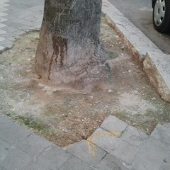 Marciapiede divelto in piazza Plebiscito