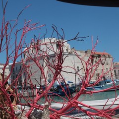 Presentazione del Trani International Festival