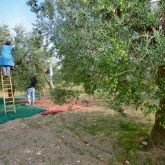 Raccolta delle olive in agro di Andria