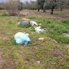 Sacchetti di rifiuti sulla provinciale Andria-Bisceglie