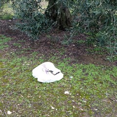 Sacchetti di rifiuti sulla provinciale Andria-Bisceglie