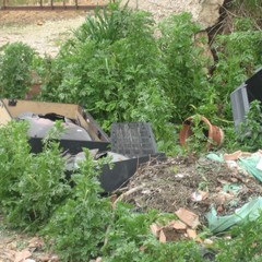 Rifiuti abbandonati per strada a Trani: le foto raccolte dall'associazione Leidaa