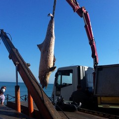 Rimozione della carcassa di delfino dallo Scoglio di Frisio