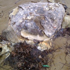 Tartaruga Caretta Caretta spiaggiata a Trani