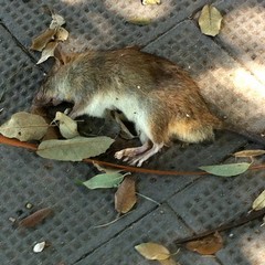 Topo morto in piazza della Repubblica