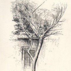 "Un albero" opere di Francesco Porcelli