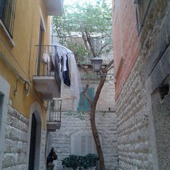 L'albero dopo la potatura