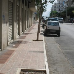 Situazione del verde pubblico a Pozzo Piano