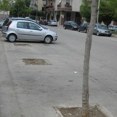 Situazione del verde pubblico a Pozzo Piano