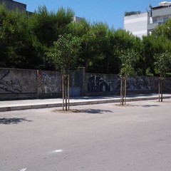 Alberi piantati in zona Pozzo Piano