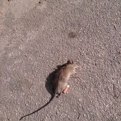 Ancora topi morti per le strade, persino dinanzi al Comune