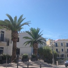 La palma di piazza Quercia