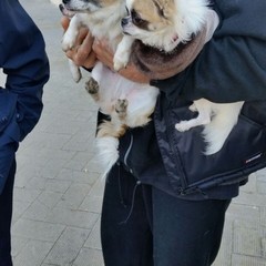 L'Enpa e l'Oipa bloccano la vendita illegale di due cuccioli in Piazza Plebiscito