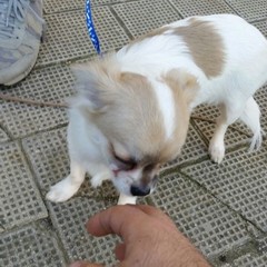 L'Enpa e l'Oipa bloccano la vendita illegale di due cuccioli in Piazza Plebiscito