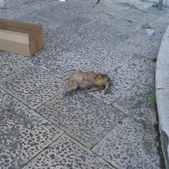 Palazzo di Città, una carcassa di gatto senza testa davanti all'ingresso
