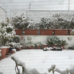 Neve a Trani 2014 - le foto di Francesco de Palma