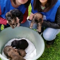 OIPA, in difesa degli animali