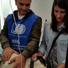 OIPA, in difesa degli animali