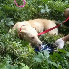 OIPA, in difesa degli animali