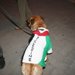 #StopBombingGaza, il corteo della "Rete per la Pace"