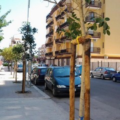 Trani punta sul verde, nuovi alberi anche in zona Pozzo Piano