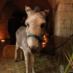 Presepe vivente 2014 nel centro storico di Trani