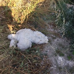 San Marco Sud e inciviltà: le foto dello scempio.