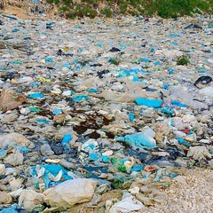 Le foto shock mostrate dal parlamentare