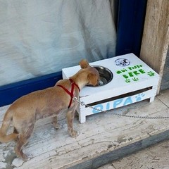 Ciotole di acqua per cani e gatti