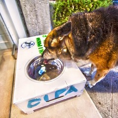 Ciotole di acqua per cani e gatti