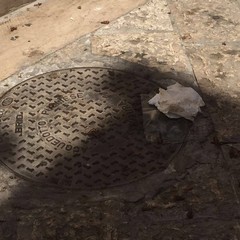 Invasione blatte in piazza Sant'Agostino e dintorni