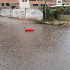 Una boa in via Città di Milano - foto di Tranispia