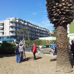 albero in piazza Martiri di via Fani