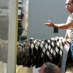 palma caduta Palazzo Amet - Unep di via Montegrappa